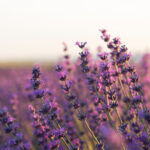 Lavender Benefits