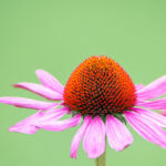 Boosting Immunity Naturally With Echinacea